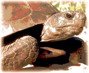 tortoise2
